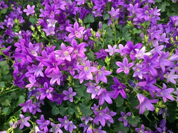Campanula-harangvirág lila