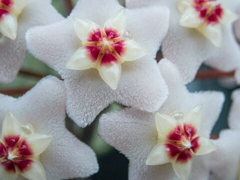 Hoya carnosa - viaszvirág virágai