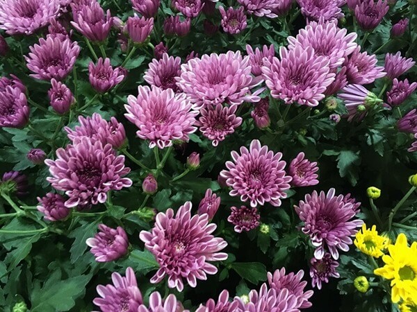 Cserepes krizantém bokor - Chrysanthemum