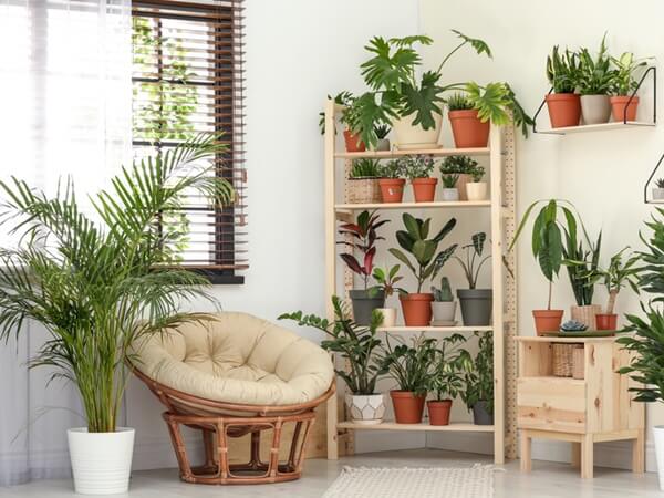 Légtisztító növények a lakásban