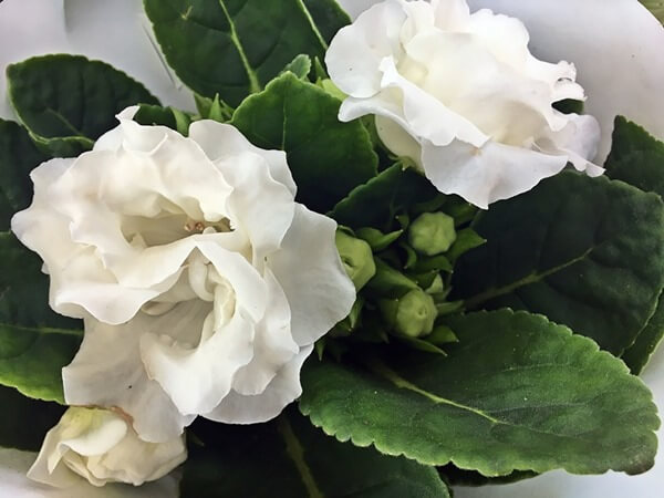 Gloxínia, csuporka fehér virággal