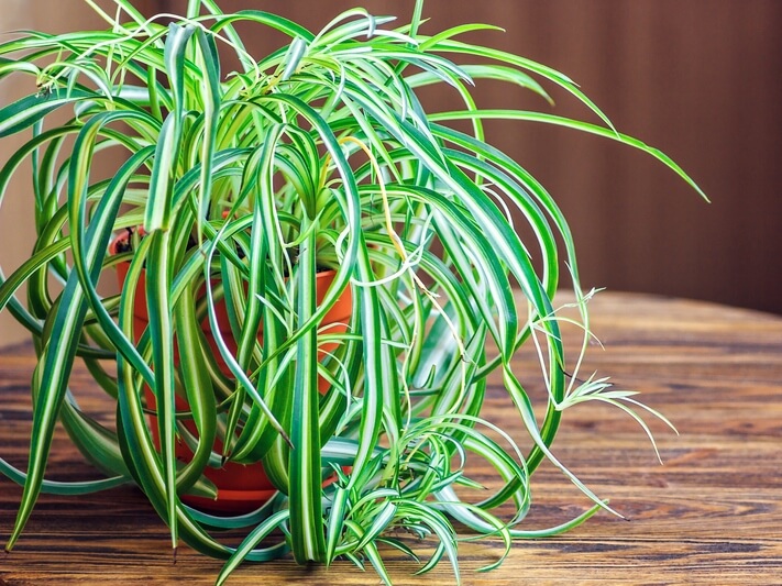 Zöldike (Chlorophytum) - hálószobai növények